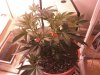 plants 4-27 2.jpg