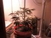 plants 4-27 3.jpg