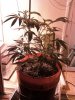 plants 4-27 4.jpg