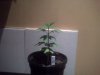 IMG00119.jpg