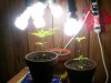 100_1683.jpg 100_1683.jpg