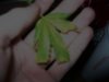 100_1686.jpg 100_1686.jpg