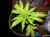 100_1685.jpg 100_1685.jpg