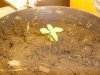 shinekwa 11 days.jpg