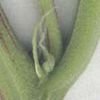 female_marijuana_plant.jpg