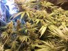 Odyssey 6wks plant2.jpg