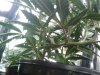 2010-05-05174616.jpg