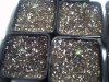 grow 003.jpg