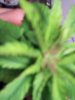 100_1646.jpg