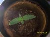sprout box 043.jpg