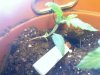myplants1.jpg