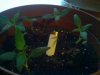myplants2.jpg
