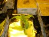 Rockwool 2.JPG