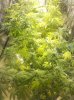 flowerday22-1stgrow-pic4.jpg