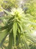 flowerday22-1stgrow-pic6.jpg