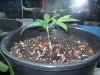 Plant#2stem.jpg