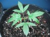 plant#2 leaves.jpg