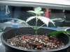 plant #1stem.jpg