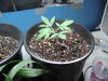 Plant#2.jpg