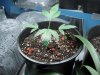 plant#1.jpg