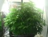 nicegrow.jpg