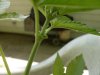 grow 029.jpg