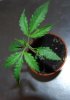Thai X Super Skunk.jpg Thai X Super Skunk.jpg