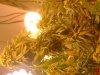 DSC01213.jpg