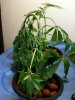 plant5.jpg