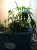 plant2.jpg
