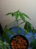 plants4.jpg