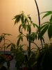 plant1.jpg
