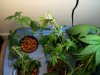 plant3.jpg plant3.jpg