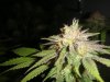 DSC01625.jpg