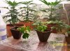 100_2677.jpg