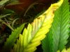 DSC02316.jpg