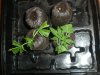 DSCN1464.jpg