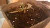 plant2.jpg