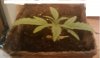 plant1.jpg