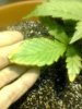 m4x-229689-albums-sick-plants-picture929331-ph-5-soil-roots-organic.jpg