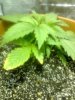 m4x-229689-albums-sick-plants-picture929340-051000-2201-00.jpg