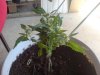 DSC01525.jpg