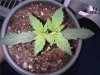 g13.jpg