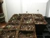 Arjan#3 and El nino sprouts day10 05.06.jpg