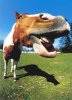funny%20horse.jpg