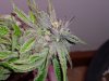 Deep Chunk - Frostiest Bud Ever 4.jpg