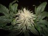 Deep Chunk - Frostiest Bud Ever 5.jpg