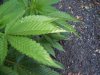 100_1084.jpg