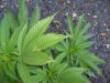 100_1083.jpg