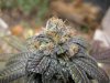 Purple Kush.jpg